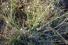 Jamesbrittenia tysonii