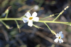 Jamesbrittenia tysonii