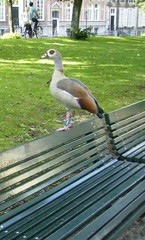 Alopochen aegyptiaca