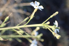 Jamesbrittenia tysonii