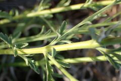 Jamesbrittenia tysonii