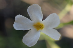 Jamesbrittenia tysonii