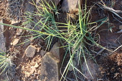 Anthephora pubescens