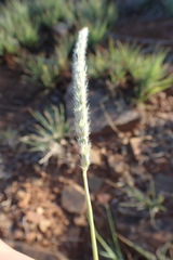 Anthephora pubescens