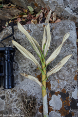 Ansellia africana image