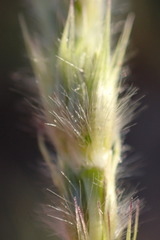 Anthephora pubescens