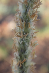 Anthephora pubescens