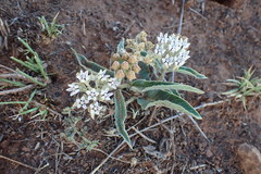Asclepias meliodora