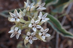 Asclepias meliodora