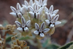 Asclepias meliodora