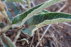 Asclepias meliodora
