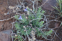 Aptosimum albomarginatum