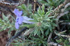 Aptosimum albomarginatum