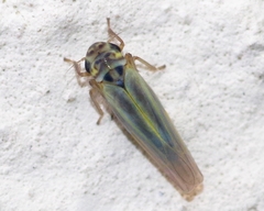 Zyginidia scutellaris