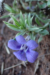 Aptosimum albomarginatum