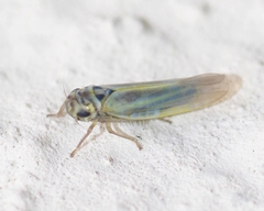 Zyginidia scutellaris