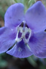 Aptosimum albomarginatum