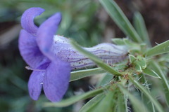 Aptosimum albomarginatum