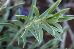 Aptosimum albomarginatum