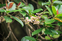 Medinilla balls-headleyi