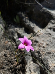 Romulea saxatilis