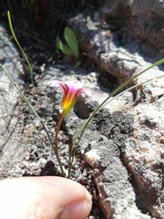 Romulea saxatilis