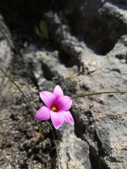 Romulea saxatilis