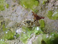 Pachygrapsus minutus