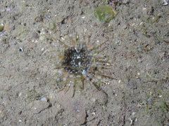 Anthopleura handi