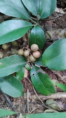 Zanthoxylum asiaticum