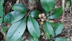 Zanthoxylum asiaticum