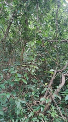 Zanthoxylum asiaticum