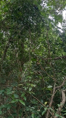 Zanthoxylum asiaticum
