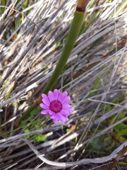 Senecio hastifolius