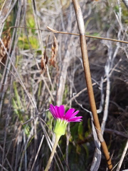 Senecio hastifolius
