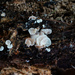 Entoloma albotomentosum - Photo (c) tombigelow, some rights reserved (CC BY-NC), uploaded by tombigelow