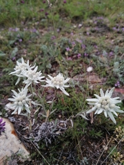 Leontopodium campestre