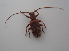 Exocentrus adspersus