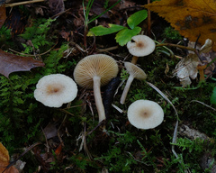 Lactarius griseus