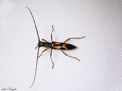 Thoracibidion flavopictum