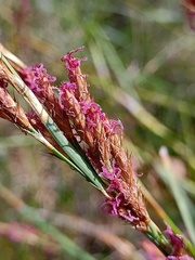 Eurychorda complanata