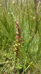 Disperis renibractea