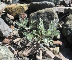 Chaenactis thompsonii