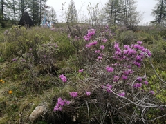 Rhododendron parvifolium