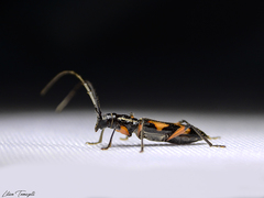 Thoracibidion flavopictum