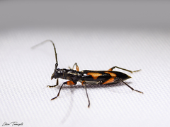 Thoracibidion flavopictum