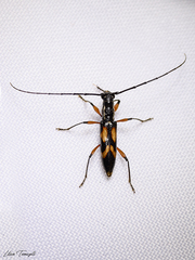 Thoracibidion flavopictum