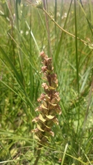 Disperis renibractea