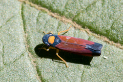 Erythrogonia dorsalis