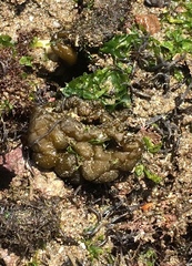 Leathesia marina